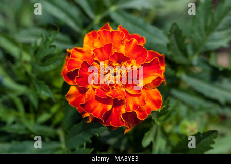 "Bolero" französische Ringelblume, Sammetsblomster (Tagetes Patula) Stockfoto