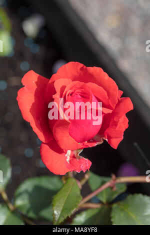 'Fragrant Cloud" Hybrid Tea Rose, Tehybridros (Rosa) Stockfoto