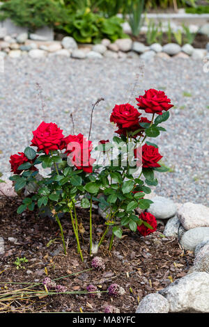 "Ingrid Bergman" Hybrid Tea Rose, Tehybridros (Rosa) Stockfoto