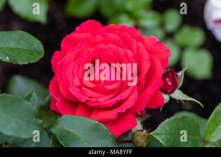 'Fragrant Cloud" Hybrid Tea Rose, Tehybridros (Rosa) Stockfoto