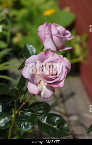 "Walzertakt' Hybrid Tea Rose, Tehybridros (Rosa) Stockfoto