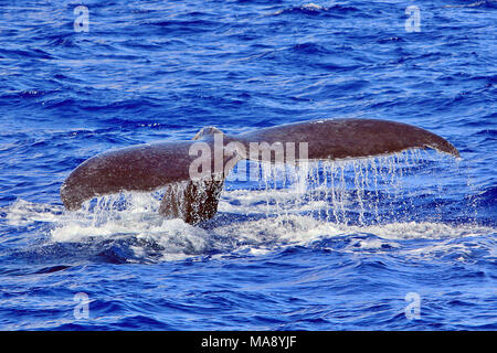 Buckelwale (Megaptera novaeangliae) zeigt seinen Schwanz beim Tauchen vor der Küste von Lahaina, Maui in der Hawaiianischen Inseln. Stockfoto