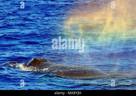 Buckelwale (Megaptera novaeangliae) Oberflächen in der Nähe der Insel Maui, die einen Regenbogen in den Schlag. Stockfoto
