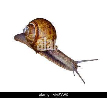Schnecke auf Weiß Stockfoto