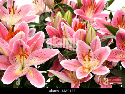 Lilium orientalis (Orientalische Lilie)-8 Stockfoto