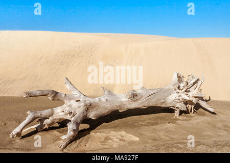 Alten Baumstumpf vor einer Sanddüne Stockfoto