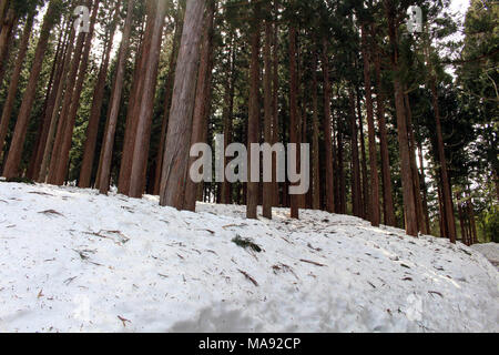 Der Wald in der Nähe geht es ins Dorf Shirakawa-Go, das im Winter in Japan. In Gifu, Japan - Februar 2018 berücksichtigt. Stockfoto