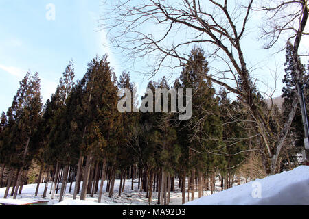 Der Wald in der Nähe geht es ins Dorf Shirakawa-Go, das im Winter in Japan. In Gifu, Japan - Februar 2018 berücksichtigt. Stockfoto