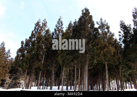 Der Wald in der Nähe geht es ins Dorf Shirakawa-Go, das im Winter in Japan. In Gifu, Japan - Februar 2018 berücksichtigt. Stockfoto