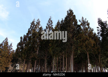 Der Wald in der Nähe geht es ins Dorf Shirakawa-Go, das im Winter in Japan. In Gifu, Japan - Februar 2018 berücksichtigt. Stockfoto