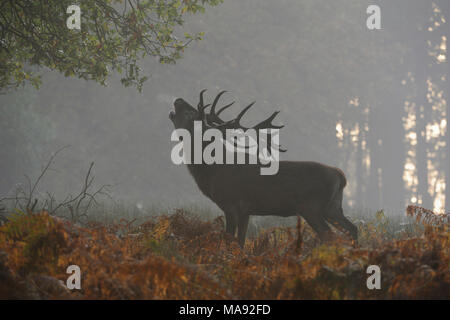 Red Deer/Rothirsch (Cervus elaphus), Hirsch, Brüllen auf einer Lichtung tief im Holz, schnaufend den Atem, herbstliche Stimmung, erste Morgennebel, Europa. Stockfoto