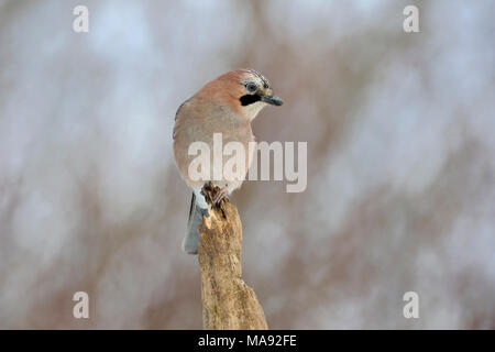 Eurasischen Jay/Eichelhaeher (Garrulus glandarius), oben auf einem alten morschen Baum gehockt, um aufmerksam zu beobachten, Wildlife, Europa. Stockfoto