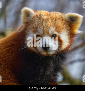 Roter Panda Stockfoto