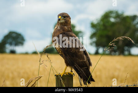 Nahaufnahme eines Buzzards, auch bekannt als gemeiner Bussard hoch oben auf einem Zaunpfahl in offener Landschaft. Speicherplatz kopieren. Querformat Stockfoto