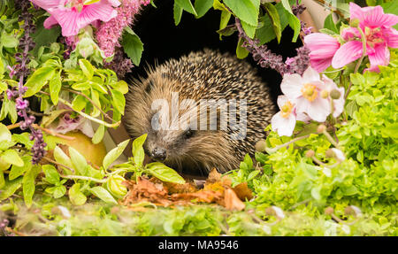 Igel in Sommerblumen, wilder, frei umherstreifender Igel aus einem Wildtierhäuschen, um die Gesundheit und die Population dieses rückläufigen Säugetieres zu überwachen Stockfoto