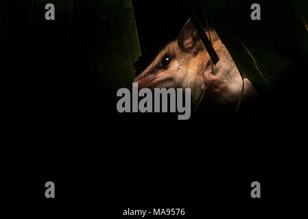 Eine der süßesten Tiere des Regenwaldes ist zweifellos die mous Opossum. Diese kleine Säugetiere scamper Um die Vegetation auf der Jagd nach Essen. Stockfoto