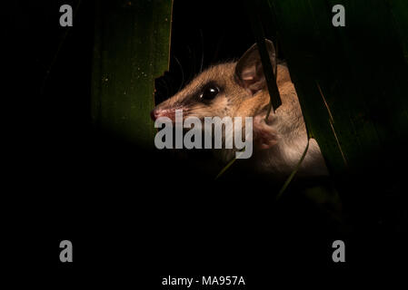 Eine der süßesten Tiere des Regenwaldes ist zweifellos die mous Opossum. Diese kleine Säugetiere scamper Um die Vegetation auf der Jagd nach Essen. Stockfoto