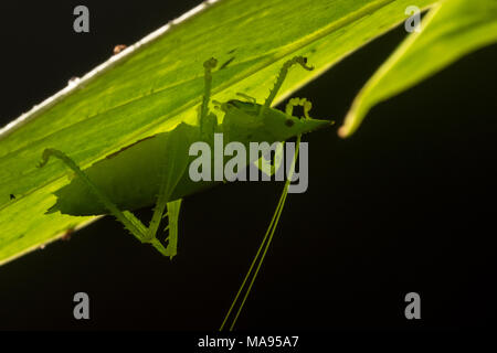 Ein räuberisches katydid Unterstände unter einem Blatt in der Nacht in den tropischen peruanischen Regenwald. Stockfoto