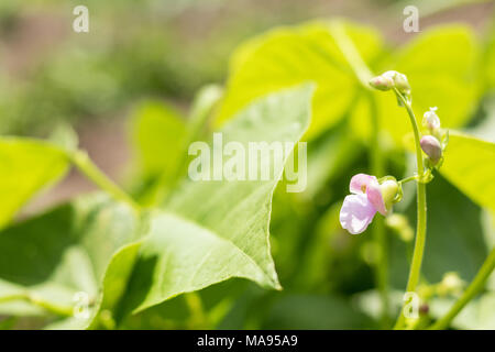 Bohnen Pflanzen und Blumen als sehr schöne natürliche Hintergrund. Schönen Sommer sonnigen Tag. Stockfoto