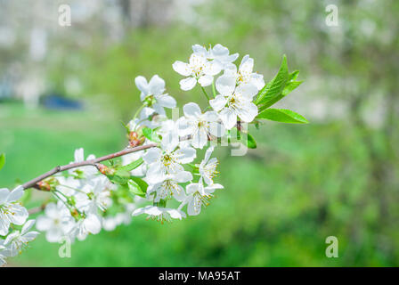 Blühende cherrybranches auf einem Baum im Frühling. Selektive konzentrieren. Stockfoto
