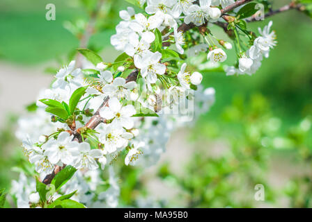 Blühende cherrybranches auf einem Baum im Frühling. Selektive konzentrieren. Stockfoto
