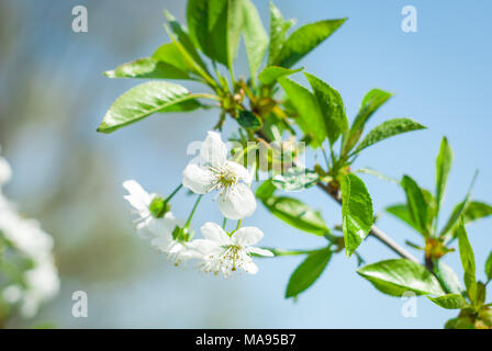 Blühende cherrybranches auf einem Baum im Frühling. Selektive konzentrieren. Stockfoto