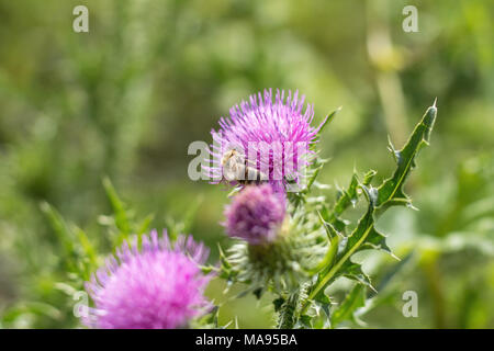 Die Distel ist nationales Symbol von Schottland. Cirsium vulgare, gemeinsame Distel, kurzlebigen Distel Pflanze mit Wirbelsäule gespitzt geflügelten Stängel und Blätter, Rosa Stockfoto