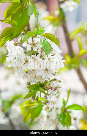 Blühende cherrybranches auf einem Baum im Frühling. Selektive konzentrieren. Stockfoto