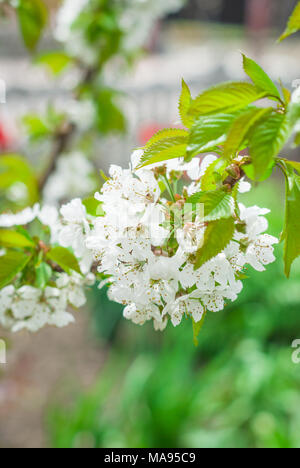 Blühende cherrybranches auf einem Baum im Frühling. Selektive konzentrieren. Stockfoto