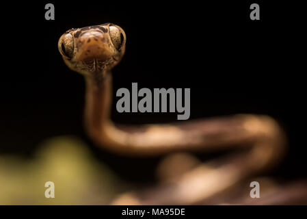 Ein Makro Nahaufnahme eines angesichts einer stumpfen Spitze tree snake (Imantodes cenchoa) aus Peru. Die nachtaktiven Schlangen bewegen sich die Bäume in der Nacht. Stockfoto