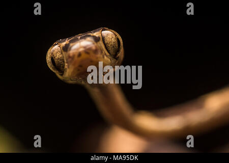 Ein Makro Nahaufnahme eines angesichts einer stumpfen Spitze tree snake (Imantodes cenchoa) aus Peru. Die nachtaktiven Schlangen bewegen sich die Bäume in der Nacht. Stockfoto