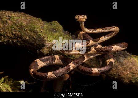 Eine stumpfe Spitze tree snake (Imantodes cenchoa) ist in der Lage, viel von seinem Körper zu heben, eine Fähigkeit, die IT-Aufstieg von Zweig Zweig in den Dschungel. Stockfoto