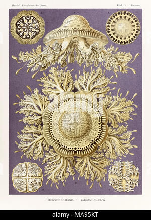 Platte 28 Toreuma Discomedusae bellagemma, von 'Kunstformen der Natur' (Kunstformen in der Natur), illustriert von Ernst Haeckel (1834-1919). Weitere Informationen finden Sie unten. Stockfoto