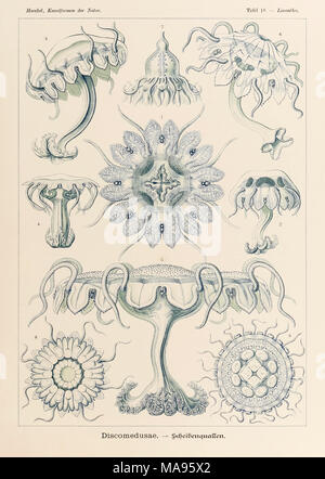 Platte 18 Linantha Discomedusae von 'Kunstformen der Natur' (Kunstformen in der Natur), illustriert von Ernst Haeckel (1834-1919). Weitere Informationen finden Sie unten. Stockfoto