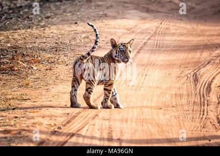 Süße kleine wilde Bengal Tiger Cub, Panthera tigris Tigris, stehend in einem Feldweg, Bandhavgarh Tiger Reserve, Madhya Pradesh, Indien Stockfoto