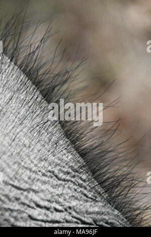 Schließen Detail - bis der Haare auf dem Kopf eines asiatischen Elefanten, Elephas maximus, Bandhavgarh Nationalpark, Madhya Pradesh, Indien Stockfoto