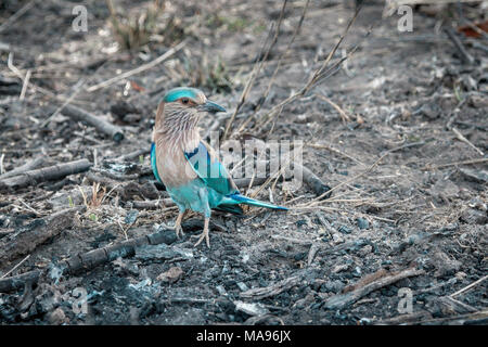 Indische Roller, Caracas benghalensis, stehend auf dem Boden, Bandhavgarh Nationalpark, Indien Stockfoto