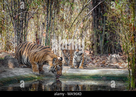 Zwei niedlichen kleinen 2 Monate alten Bengal Tiger Cubs, Panthera tigris Tigris, Ansehen von erwachsenen männlichen Vater trinken, Bandhavgarh Tiger Reserve, Indien Stockfoto