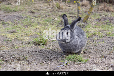 Ein niedliches, graues chinchilla Kaninchen sitzt in einem Garten Stockfoto