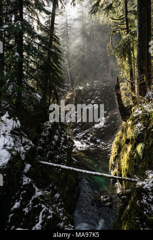 Mehrere Ansichten von verschneiten Loipen in der nationalen Regenwald Stockfoto