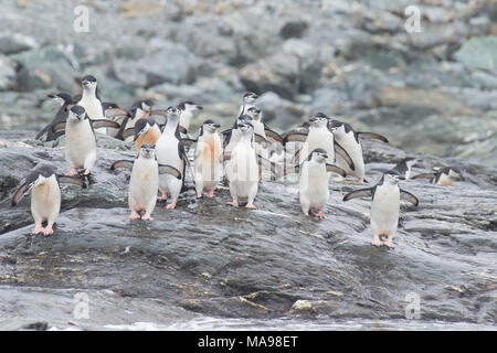 Kinnriemen Pinguinen am Strand Stockfoto