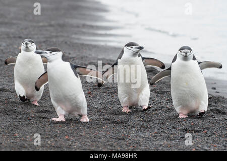 Kinnriemen Pinguinen am Strand Stockfoto