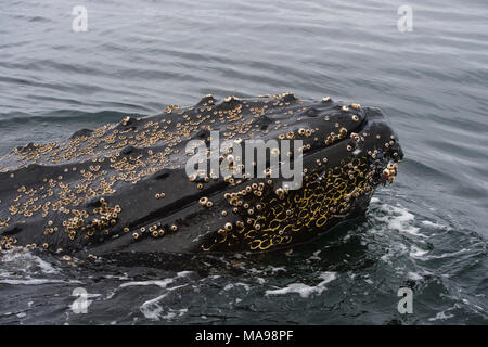 Buckelwal Nahaufnahme Stockfoto