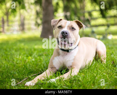 Ein rehkitz und weiße Grube Stier Terrier Mischling Hund im Gras liegend Stockfoto