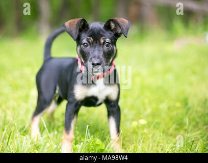 Eine süße Schäferhund Mischling Welpe im Freien Stockfoto