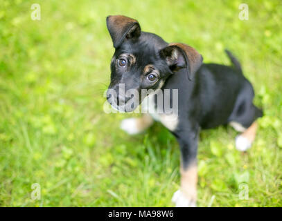 Ein Schäferhund Mischling Welpen suchen Stockfoto