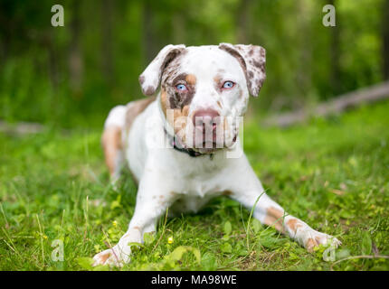 Ein Catahoula Leopard Dog Mischling mit merle Markierungen und blauen Augen Stockfoto