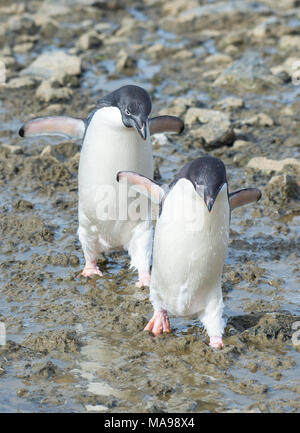 Adelie Pinguine Spaziergang am Strand Stockfoto