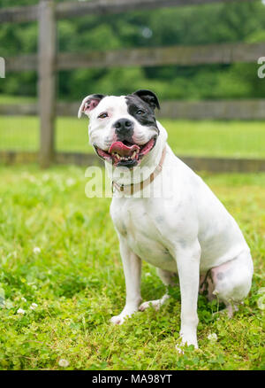 Eine glückliche Schwarz und Weiß Staffordshire Bull Terrier Hund Stockfoto