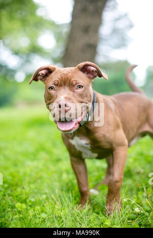 Eine rote Grube Stier Terrier Welpen im Freien Stockfoto